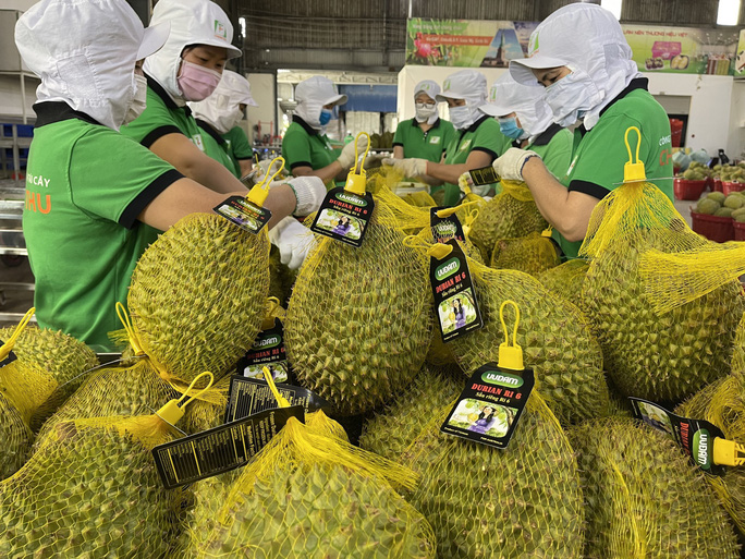 Le durian Ri6 du Vietnam bien apprécié en Australie